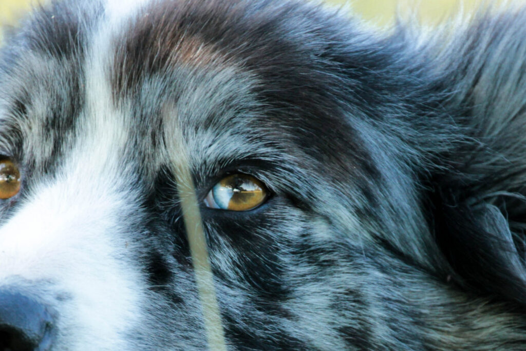 Comportementaliste canin